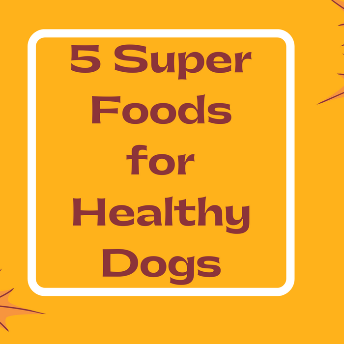 Five superfoods for healthy dogs
