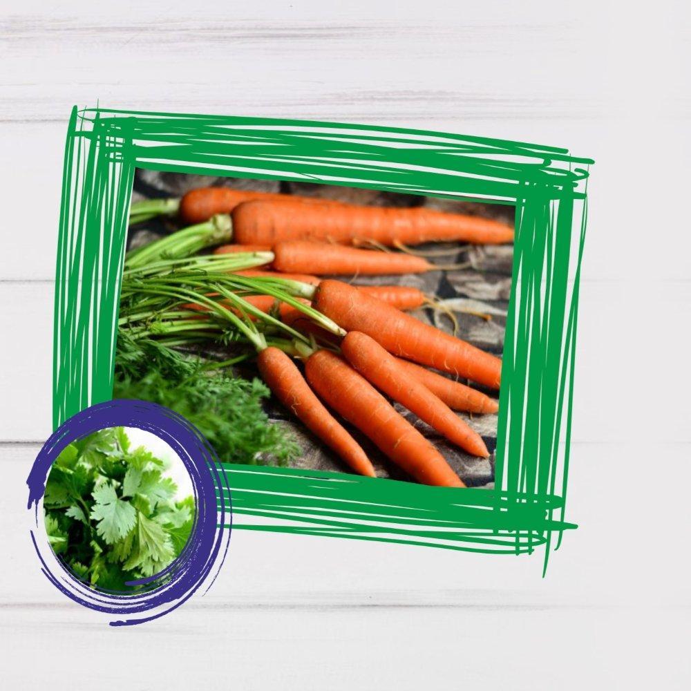 Carrot Coriander Smoothie Recipe - Roshni Sanghvi