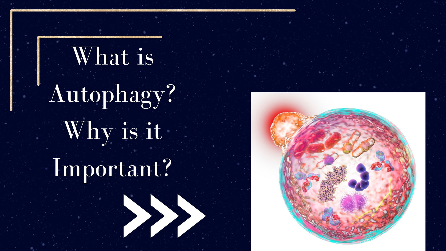 What is Autophagy? Why is it important? | Roshni Sanghvi